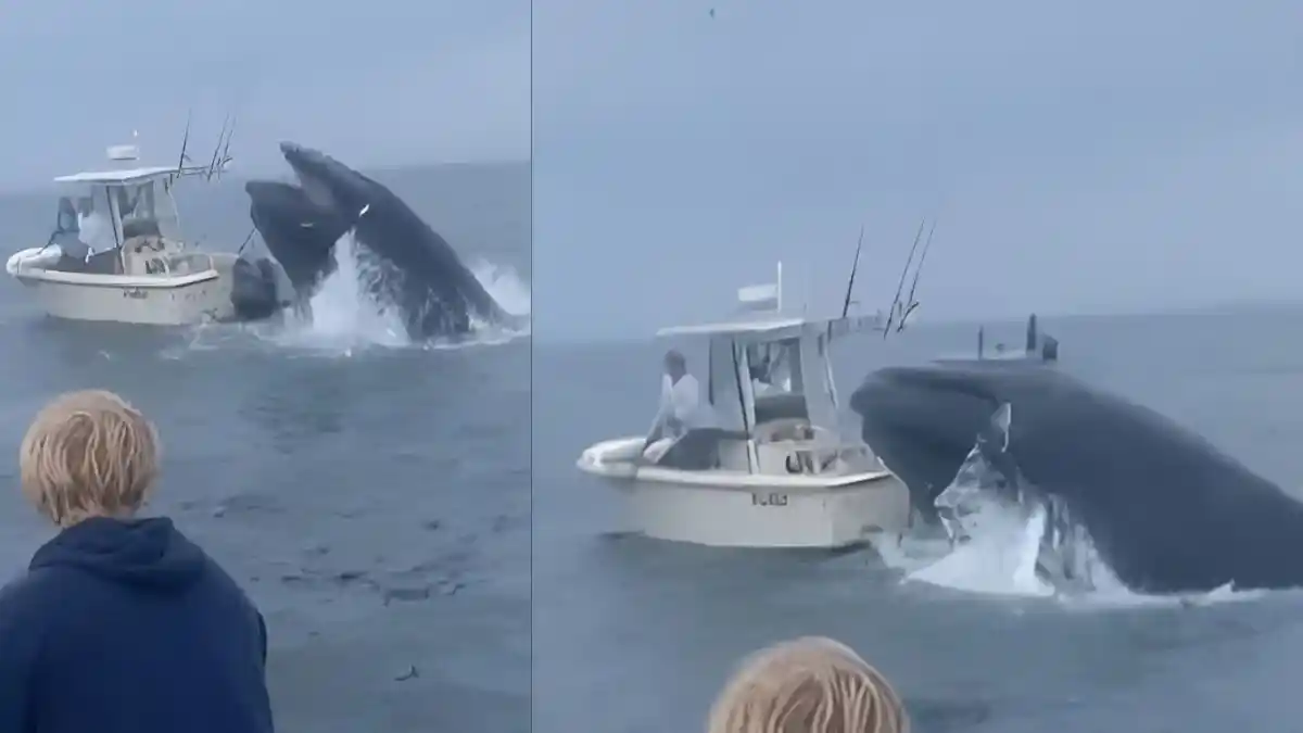 What kind of whale capsized boat in new Hampshire