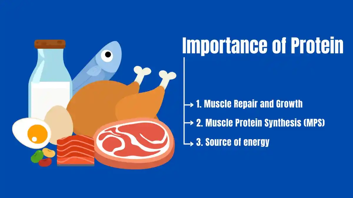 importance of Protein